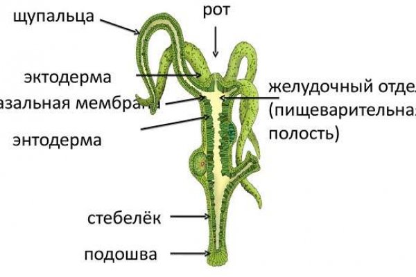 Сайты онион для тор браузера